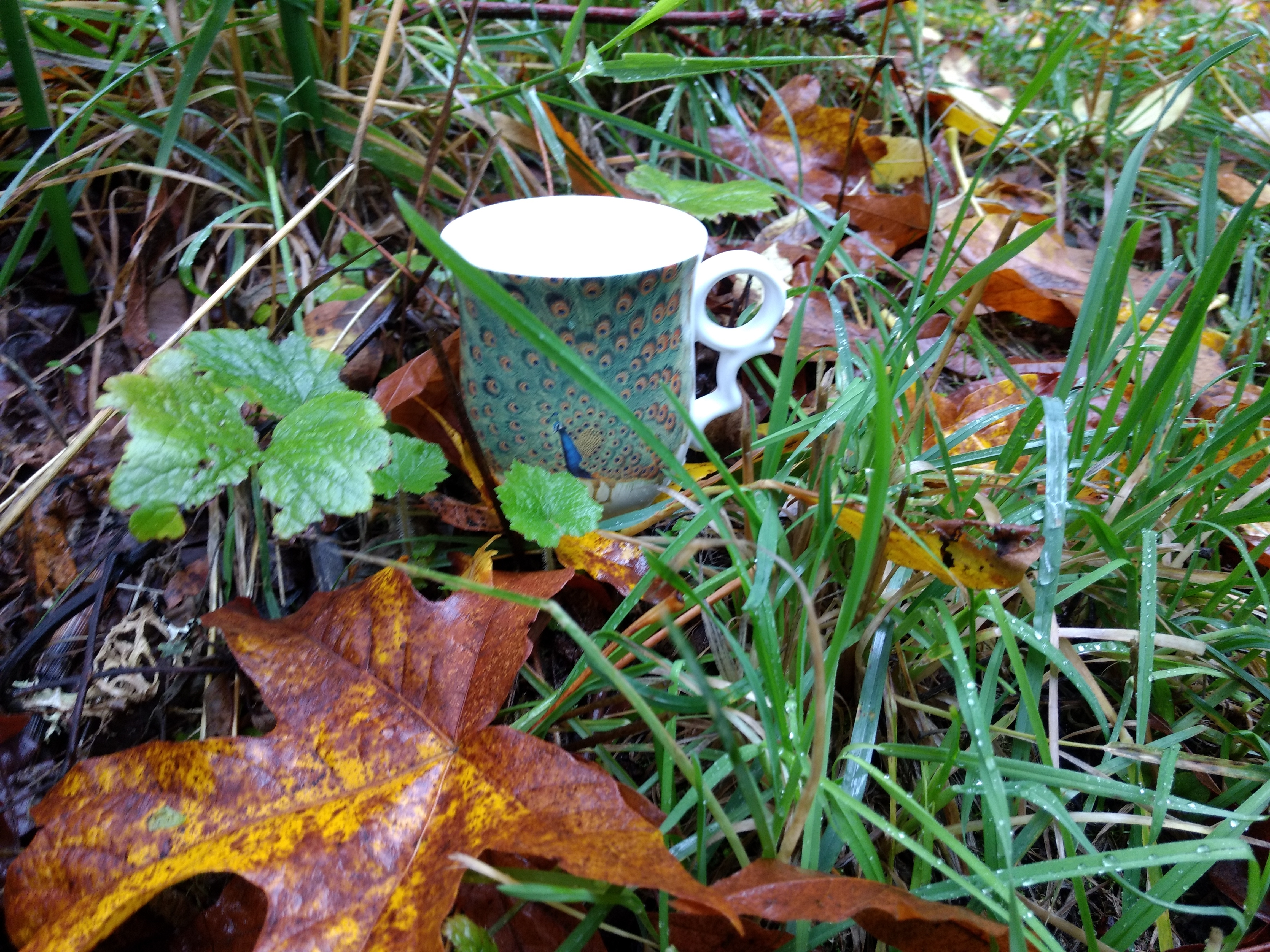 A coffee mug rests on the ground near grass by some fallen leaves.