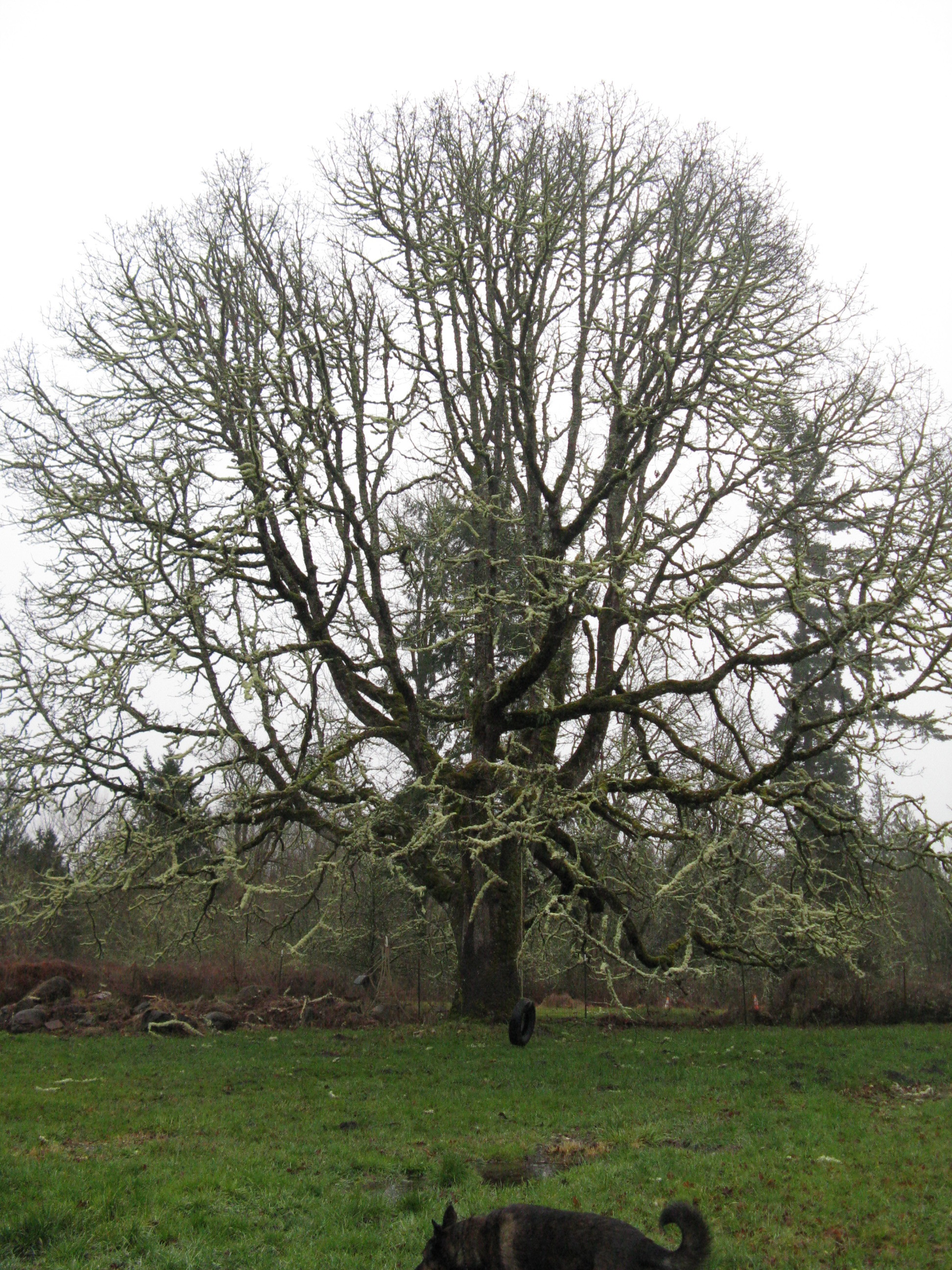 A leafless oak tree towers above a pasture.
